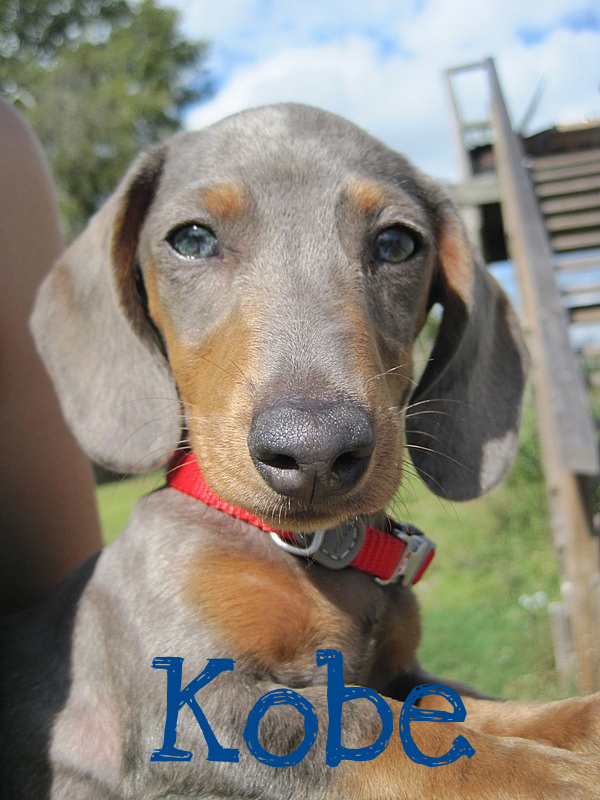 isabella and tan miniature dachshund